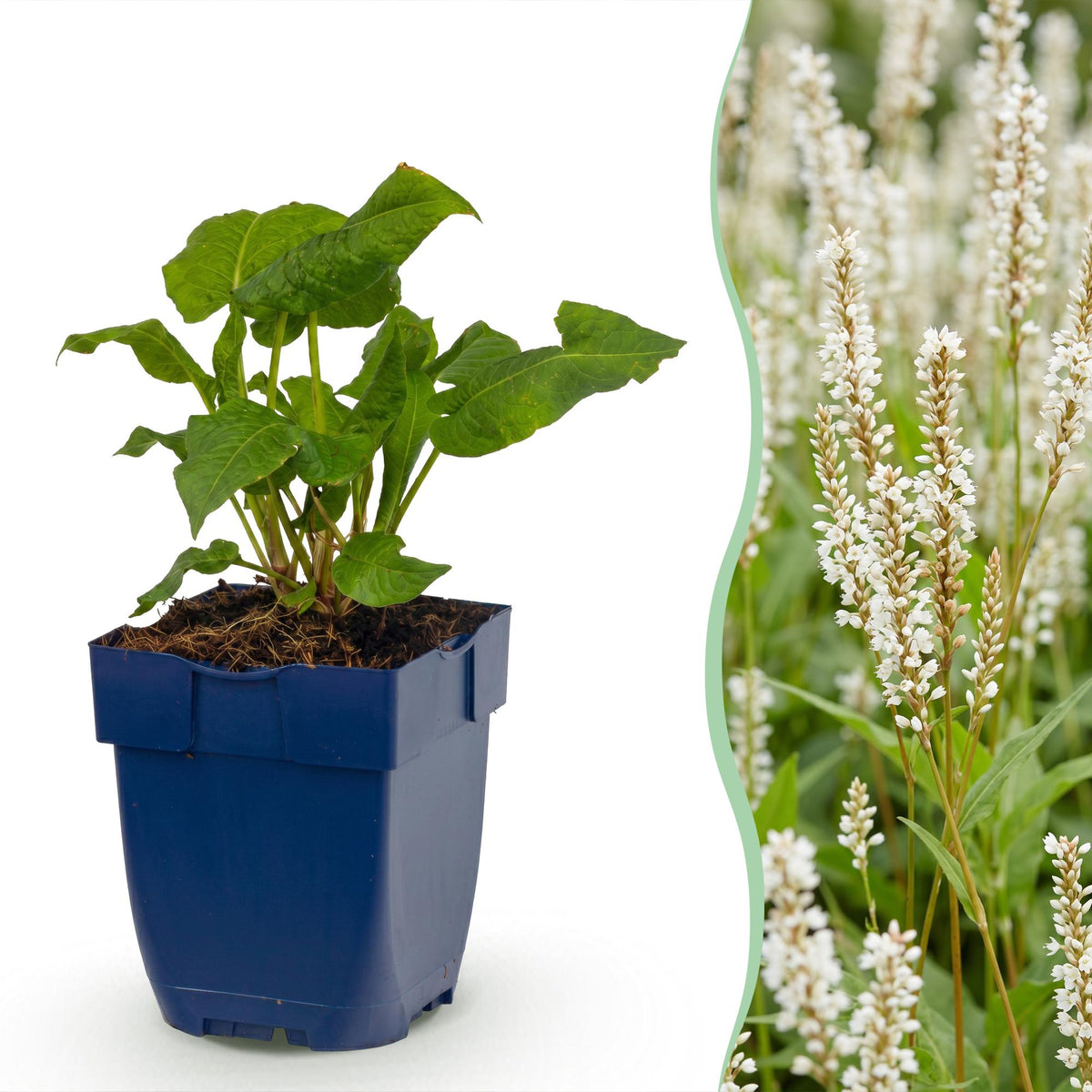 Persicaire Alba - Persicaria amplexicaulis - H 15-25 cm, pot Ø11 cm