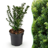 Kit haie If commun - H 20-30 cm, pot Ø9 cm