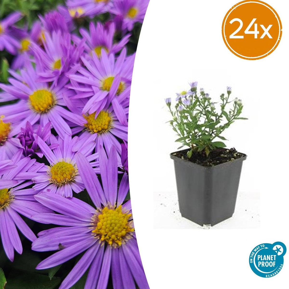 Aster nain Professor Anton Kippenberg en godet - Symphyotrichum dumosum - H 10-25 cm, pot Ø9 cm