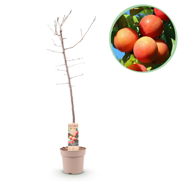 Prunier Victoria - Prunus domestica