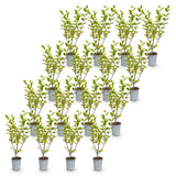 Kit haie Troène doré Aureum - H 35-45 cm, pot Ø9 cm