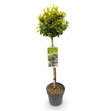 Fusain Emerald'n Gold sur tige - Euonymus fortunei - H 90 cm, pot Ø19 cm