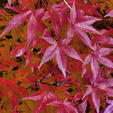 Érable du Japon Pink Dwarf - Acer palmatum - H 70 cm, pot Ø19 cm