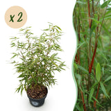 Fargesia Asian Wonder - H 80 cm, pot Ø23 cm
