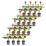 Kit haie Photinia Red Robin - H 25-35 cm, pot Ø9 cm