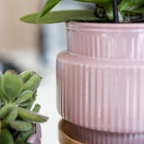 Orchidée Phalaenopsis rose-violet Mineral Frederikstad et succulente - coffret Allure violet - pot Ø9 cm