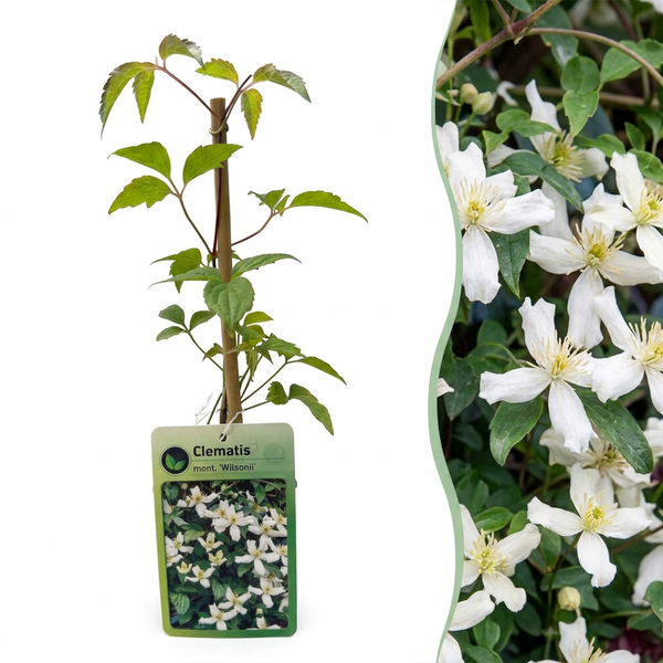 Clématite des montagnes Wilsonii - Clematis montana - H 35 cm, pot Ø9 cm