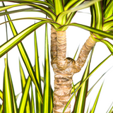 Dracaena Marginata Sunray avec cache-pot