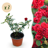 Green boutiQ - Rosa de Jardín - Rosa Rote The Fairy - Rosal - Resistente al Invierno - Rojo - 3 Plantas - Maceta 12cm - Altura 20-25cm