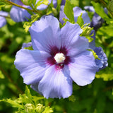 Green boutiQ - Planta de Jardín - Hibiscus syriacus Oiseau Blue - Hibiscus de Jardín - Resistente al Invierno - Azul - 3 Plantas - Maceta 17cm - Altura 45cm