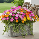 Delosperma Jewel of Desert en mélange - 4 plants - H 17 cm, pot Ø14 cm