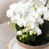 Orchidées Phalaenopsis blanches Mineral Amabilis en coupe Oyster - bouquet de 3 - H 40 cm, pots Ø9 cm