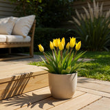 Tulipe des bois - calibre 5/6