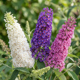 Green boutiQ - Planta de Jardín - Buddleja davidii Tricolour - Arbusto de Mariposas - Resistente al Invierno - Azul - Rosa - Blanco - 3 Plantas - Maceta 17cm - Altura 45cm