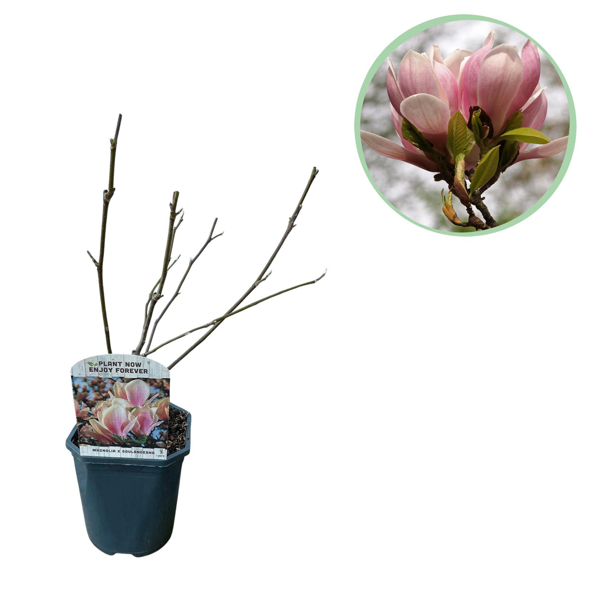 Magnolia de Soulange - fleurs rose pâle - H 45 cm, pot Ø17 cm
