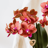 Orchidées Phalaenopsis orange Mineral Bolzano - bouquet de 3 en coupe Oyster