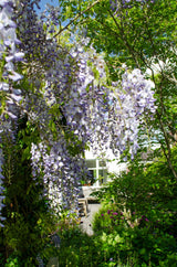 Glycine de Chine Caroline - Wisteria sinensis - H 65 cm, pot Ø15 cm