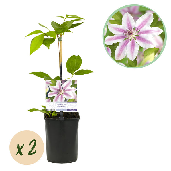 Clématite Nelly Moser - Clématite rose à barre carmin - H 35 cm, pot Ø9 cm