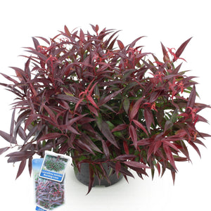 Leucothoe Burning Love – Pot 17 cm – Hauteur 45 cm
