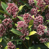 Skimmia Rubella - H 60 cm, pot Ø19 cm
