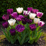 Tulipe Blueberry en mélange - calibre 11/12