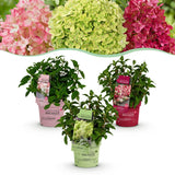 Green boutiQ - Planta de Jardín - Hortensia Paniculata Groundbreaker Blush - Greeny - Ruby - Hortensia Paniculada - Compacta - Rosa-Verde-Rojo - 3 Plantas - Maceta 14cm - Altura 20-25cm