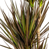 Dracaena Marginata Magenta avec cache-pot