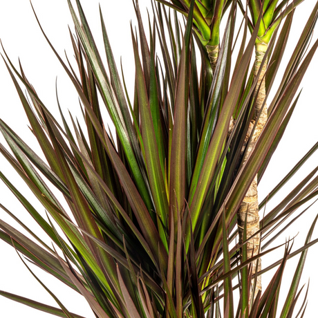 Dracaena Marginata Magenta avec cache-pot