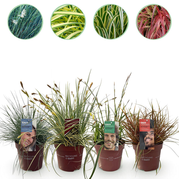 Graminées persistantes en mélange - 4 plants