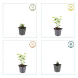 Agastache Blue Fortune en godet - Agastache hybride - H 10-25 cm, pot Ø9 cm - photo 2