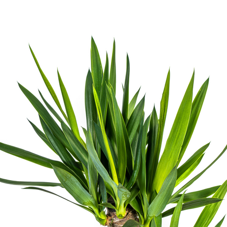 Yucca Elephantipes avec cache-pot