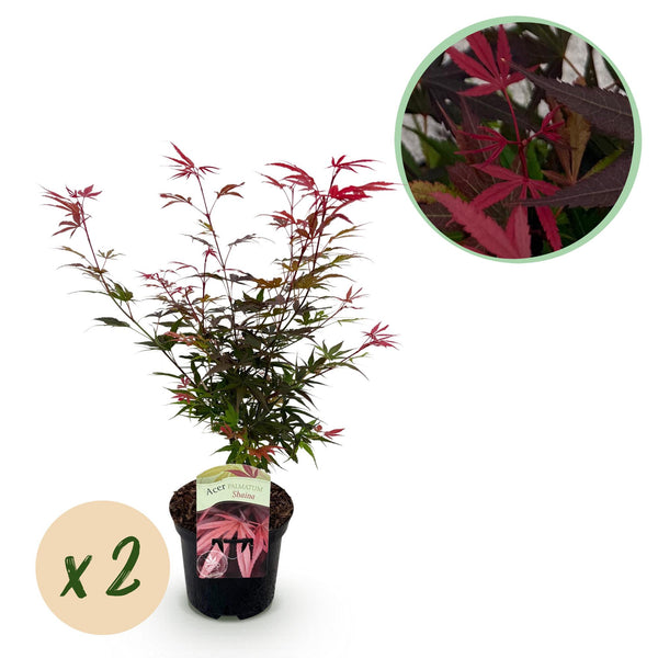 Érables du Japon Shaina - 2 plants