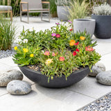 Delosperma en mélange - H 10-12 cm, pot Ø7 cm