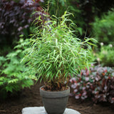 Bambou Fargesia Asian Wonder - Fargesia scabrida - H 35 cm, pot Ø14 cm - photo 5