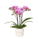 Orchidée Phalaenopsis rose et violette Diamond El Salvador avec cache-pot Horizon blanc - H 40 cm, pot Ø9 cm