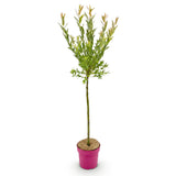 Saule crevette Flamingo - H 90-100 cm, pot Ø19 cm