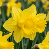 Narcisse Carlton - 120 bulbes