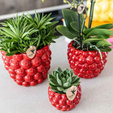 Orchidée rouge Blossom Congo et 2 succulentes en cache-pots Berry rouges - H 40 cm