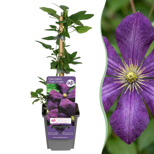 Clématite Étoile Violette - 1 plant