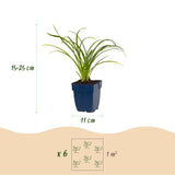Hémérocalle Stella d'Oro - H 15-25 cm, pot Ø11 cm - photo 3