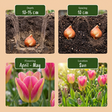 Tulipe Striped Crown en mélange