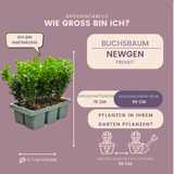 Buis NewGen Freedom en godet - 48 plants - H 15 cm, pot Ø7 cm