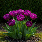 Tulipe double lilas - calibre 11/12