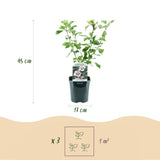 Green boutiQ - Planta de jardín - Hibiscus syriacus Hamabo - Hibiscus de jardín - Resistente al invierno - Blanco - Rosa - 3 Plantas - Maceta 17cm - Altura 45cm