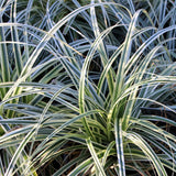 Carex Everest - 4 plants - H 50 cm, pot Ø17 cm