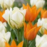 Tulipe Sunbath jaune et blanc - 120 bulbes