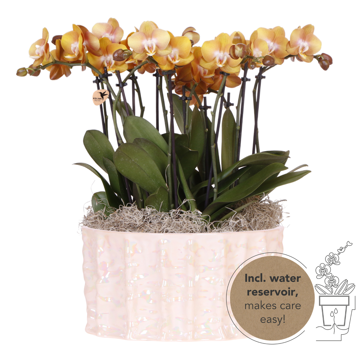 Orchidées Phalaenopsis orange Jewel Las Vegas - bouquet de 3 en coupe Oyster