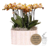Orchidées Phalaenopsis orange Jewel Las Vegas - bouquet de 3 en coupe Oyster