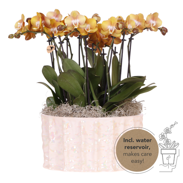 Orchidées Phalaenopsis orange Jewel Las Vegas - bouquet de 3 en coupe Oyster - pot Ø12 cm