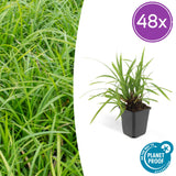 Laîche du Japon Irish Green en godet - Carex morrowii - H 10-25 cm, pot Ø9 cm